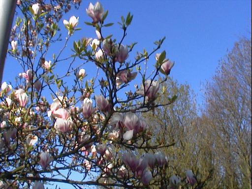 magnolia