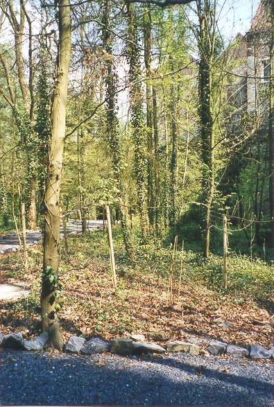 Les arbres de la grotte