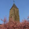 L'église et les cerisiers en fleurs