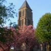 L'église et les cerisiers en fleurs